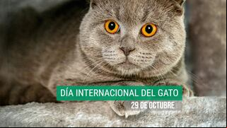 40 frases para el Día Internacional del Gato: mensajes tiernos para expresar tu amor este 29 de octubre