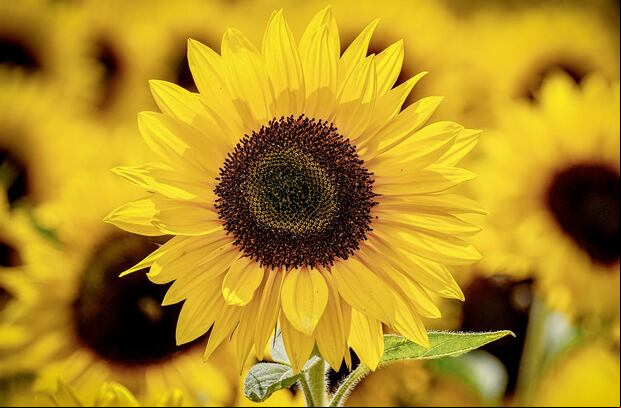 Las flores amarillas se viralizaron en internet (Foto: Pixabay)