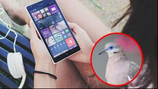 Descargué el “Shazam de las aves” y me he vuelto un entusiasta de la naturaleza