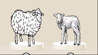 Elige uno de estos animales y te revelaremos el defecto que tratas de ocultar a todo el mundo