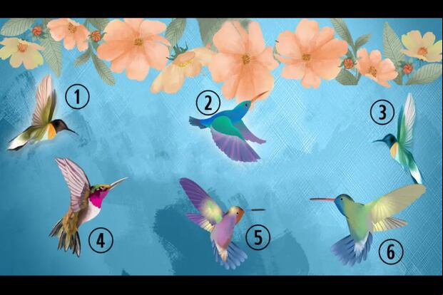 TEST VISUAL | En esta imagen se aprecian varios colibríes. Todos son diferentes. (Foto: namastest.net)