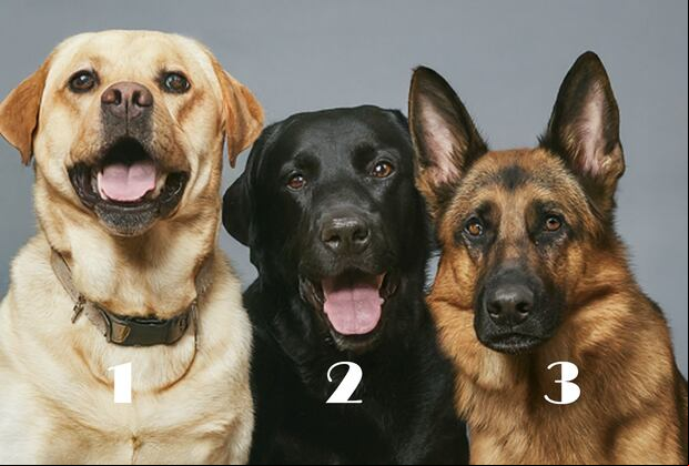 Elige uno de los tres perros y descubre si eres una persona muy emocional