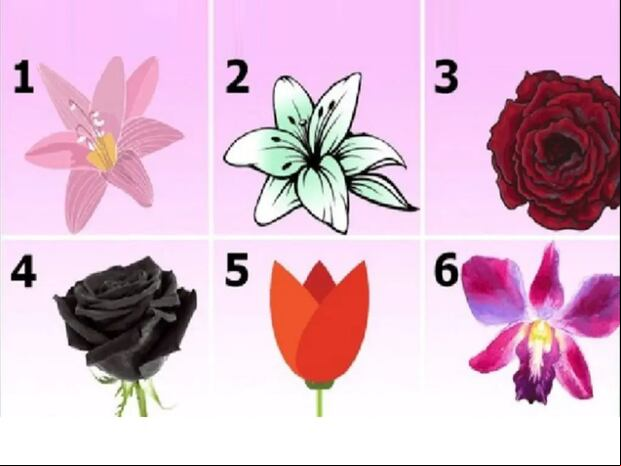 TEST VISUAL | Esta imagen te muestra bastantes flores distintas. ¿Cuál es la que más te gusta? (Foto: namastest.net)