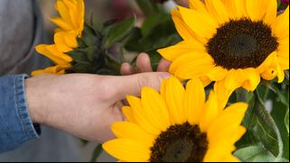 ¿Qué significa regalar flores amarillas cada 21 de septiembre? Conoce el motivo