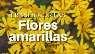 ▷ 100 frases cortas y llenas de amor sobre flores amarillas en México para dedicar el 21 de marzo