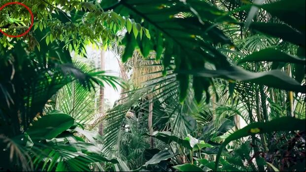 DESAFÍO VISUAL | El área resaltada con un círculo rojo en la imagen expone la Iguana escondida. | FresherLive