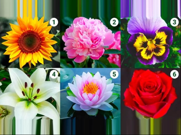 TEST VISUAL | Esta imagen te muestra seis flores distintas. Indica cuál es la que más te gusta. (Foto: namastest.net)