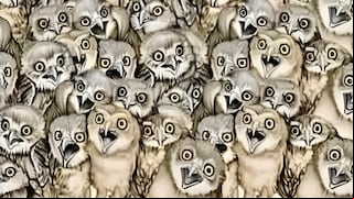 Reto visual: encuentra al gato oculto entre los búhos en menos de 10 segundos
