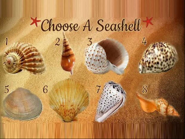 TEST VISUAL | Esta imagen te muestra ocho conchas marinas. Tienes que elegir una. (Foto: namastest.net)