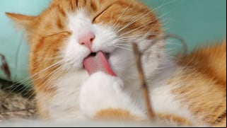 Por qué el Día Internacional del Gato se celebra el 8 de agosto