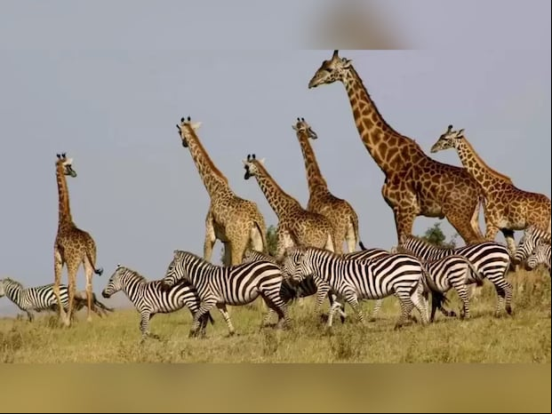 ACERTIJO VISUAL | Solo un genio puede encontrar al león entre estos animales en 12 segundos.