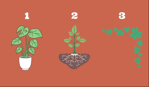 Elige una de las plantas y descubre nuevos aprendizajes. (Foto: Tiempox)
