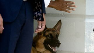 ‘Comander’, el perro de Joe Biden y las más de 10 veces que mordió a alguien en la Casa Blanca