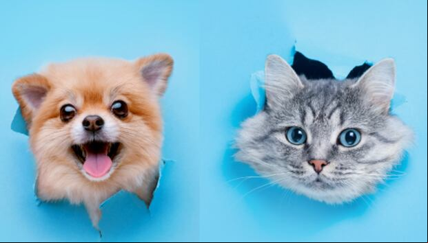 TEST DE PERSONALIDAD | ¿Eres más leal y protector como un perro o independiente y curioso como un gato? ¡Averígualo ahora!
