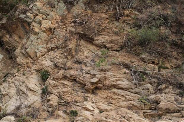 DESAFÍO VISUAL | ¿Eres el indicado para este desafío? Encuentra al venado en la imagen en solo 6 segundos y demuestra tu conexión con la naturaleza.
