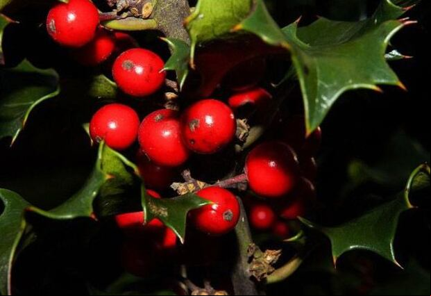 Christmas mistletoe is one of the symbols of the holiday.