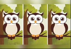 Choose one of the three owls in this image to discover how intelligent you are