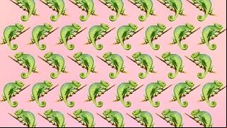 Reto para expertos: encuentra el camaleon diferente en menos de 8 segundos
