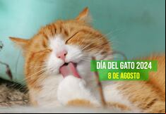50 frases para celebrar el Día Internacional del Gato: este 8 de agosto rinde homenaje a tu felino