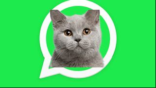 ¡Festeja con tu felino! Así se activa el “modo Día del gato” en WhatsApp este 8 de agosto