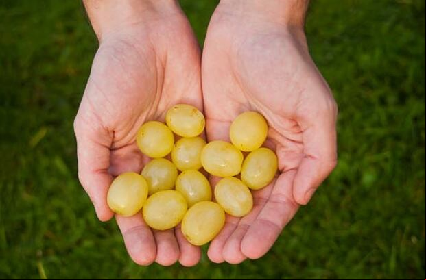 Esta cábala es tan popular como la de las lentejas. Comer 12 uvas (de una en una) y pedir un deseo por cada uva para atraer a la buena suerte. | IStock