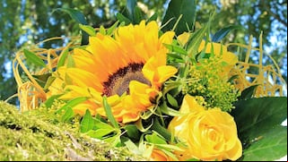 Descubre cómo se origina la costumbre de regalar flores amarillas al inicio de la primavera en México