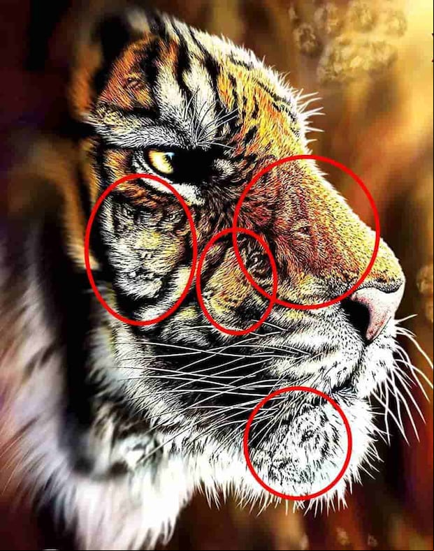 ACERTIJO VISUAL | Los cuatro tigres ocultos están presentes en varias áreas de la gran cara del tigre y están marcados con un círculo para facilitar su identificación. | S. Gardner