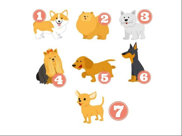TEST DE PERSONALIDAD | Elige la raza de perro que más te llame la atención y descubre datos fascinantes sobre tu carácter, tus valores y tu forma de ser. (quizlandia)