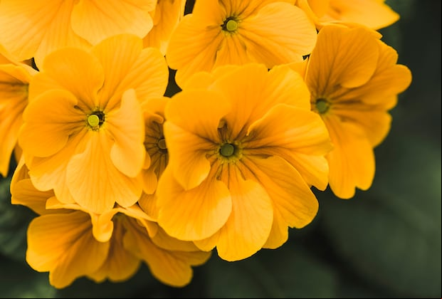 Conoce todo sobre la tradición de regalar flores amarillas. (Foto: Freepik)