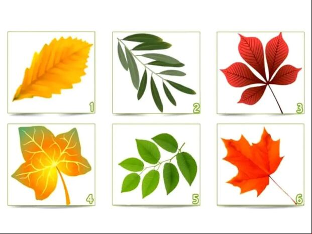 TEST VISUAL | Esta imagen te muestra seis hojas. Debes escoger una. (Foto: namastest.net)