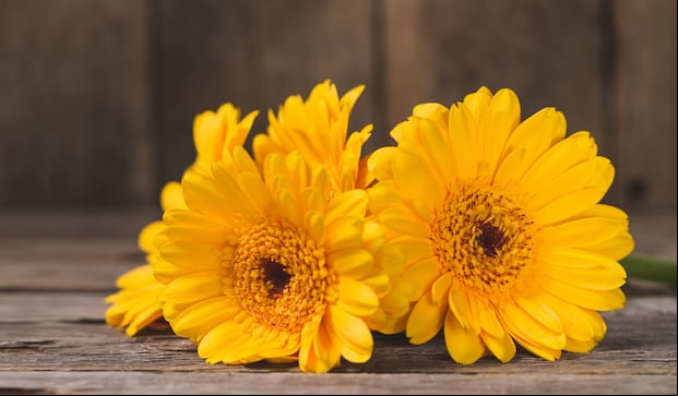 Cada 21 de septiembre las personas acostumbran a regalar flores amarillas (Foto: Freepik).