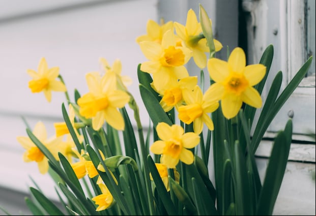 Las flores amarillas son un elemento muy relacionado con la primavera (Foto: Pexels)