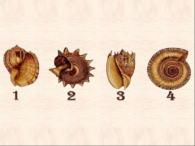 TEST VISUAL | En esta imagen aparecen cuatro conchas marinas. Elige una. (Foto: namastest.net)