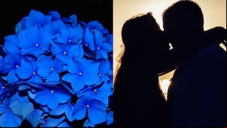 ¿Por qué se obsequian flores azules hoy, 3 de octubre, por el Día del Novio en Chile?