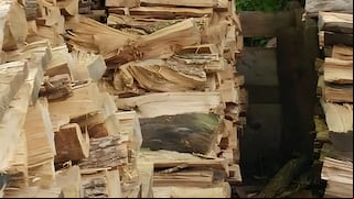 Encuentra al gato oculto entre la madera ¡Tienes solo 10 segundos para hacerlo!