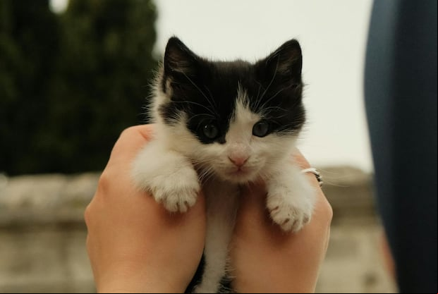 El 29 de octubre, Día Internacional del Gato, es una fecha instaurada por la estadounidense Collen Piage, experta en la vida de las mascotas. (Foto: Betül Beyza / Pexels)