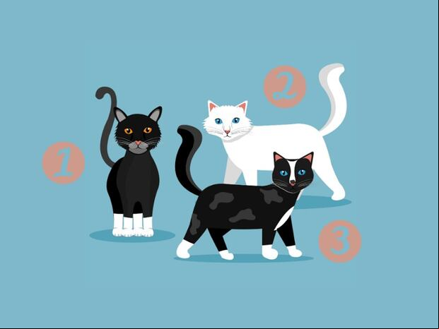 TEST DE PERSONALIDAD | Descubre si eres un dueño de gato tranquilo o si tu temperamento tiene un toque más salvaje. | Freepik