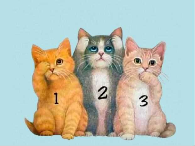 TEST DE PERSONALIDAD | ¡Prepárate para quedar sorprendido! Este test de gatitos te revelará facetas de tu personalidad que nunca imaginaste.