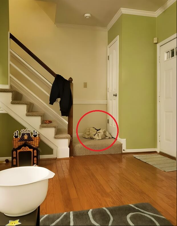 ¿Podrás ver al gato en menos de 5 segundos? Solo 1 de cada 3 personas lo logra (Foto: GenialGuru)