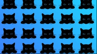 Reto visual: ¿puedes decir cuál de los gatos en la imagen es el diferente?