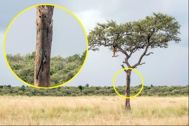SOLUCIÓN DEL DESAFÍO VISUAL | El leopardo se camufla en medio del tronco de un árbol.