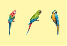 Test: choose one of the parrots in this image to discover your true identity