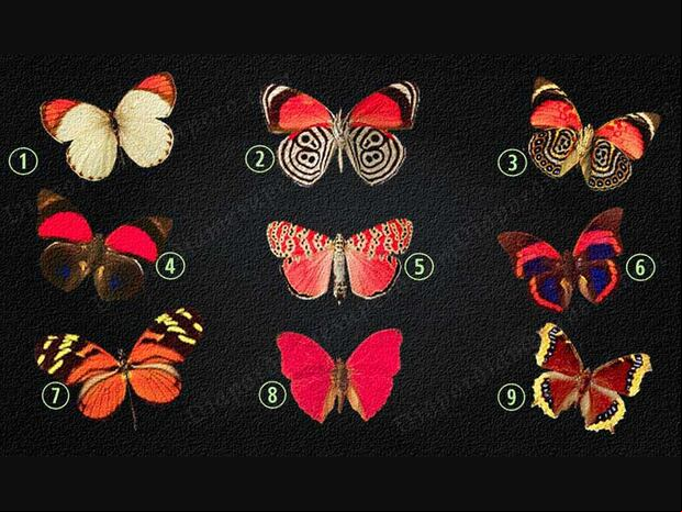 TEST VISUAL | Observa con atención las imágenes de mariposas y selecciona la que más te atraiga. A continuación, descubre el significado de tu elección y cómo se relaciona con tu forma de ser y pensar.