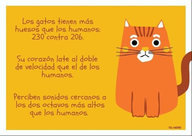 Imágenes que puedes utilizar en Instagram y otras redes sociales por el Día Internacional del Gato. (Pinterest)