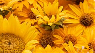 Por qué regalarle a tu pareja un ramo de flores amarillas el 21 de septiembre