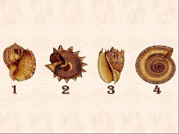 TEST VISUAL | Esta imagen te muestra cuatro conchas marinas. Indica cuál es la que te llama más la atención. (Foto: namastest.net)