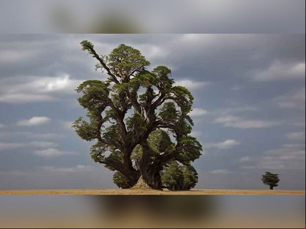 TEST VISUAL | Observa la imagen con atención y responde: ¿qué viste primero, un racimo de uvas o un árbol? Tu respuesta te revelará pistas sobre tu forma de ser, tu forma de pensar y tus prioridades.