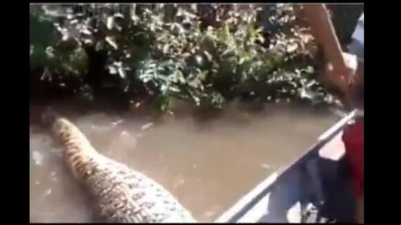 Terror en lo profundo: anaconda pasa por debajo de su embarcación y los empuja. (Video fuente: TikTok/@jose_angelus)