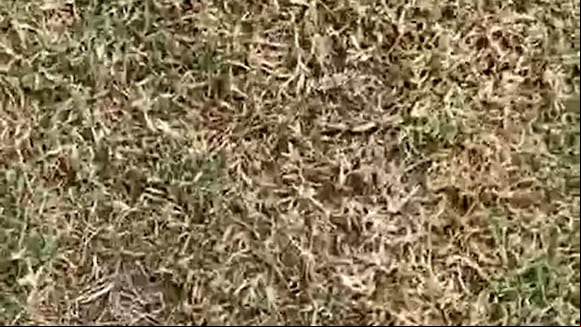 Así lucía el gramado del Estadio Campeones del 36 a inicios de la temporada. (Video: Gerson Cuba)