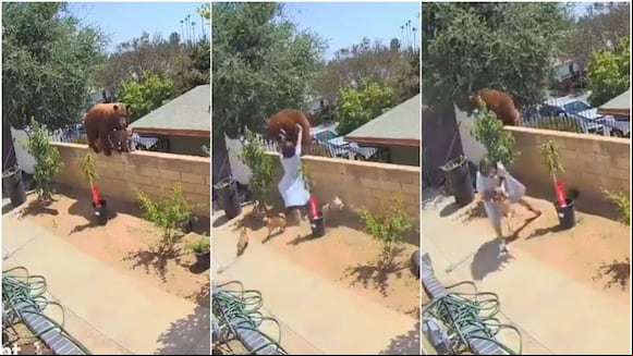 Mujer es viral al enfrentar a temible oso para salvar a sus cachorros. (TikTok/bakedlikepie)